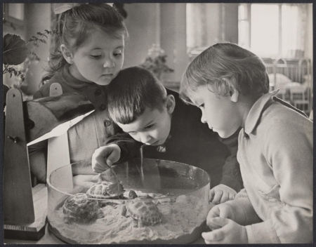 Kindergarten children look at turtles